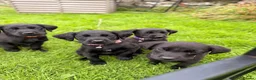 Great Danoodle dogs for sale: Extremely rare greatdoodles ready now  - Advert 8