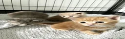Maine Coon cats for sale: Maine Coon X BSH Kittens - Advert 12