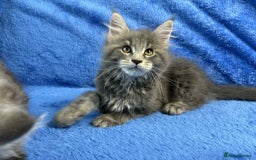 Maine Coon cats for sale: Kittens Maine Coon registered with Gccf  - Image 26