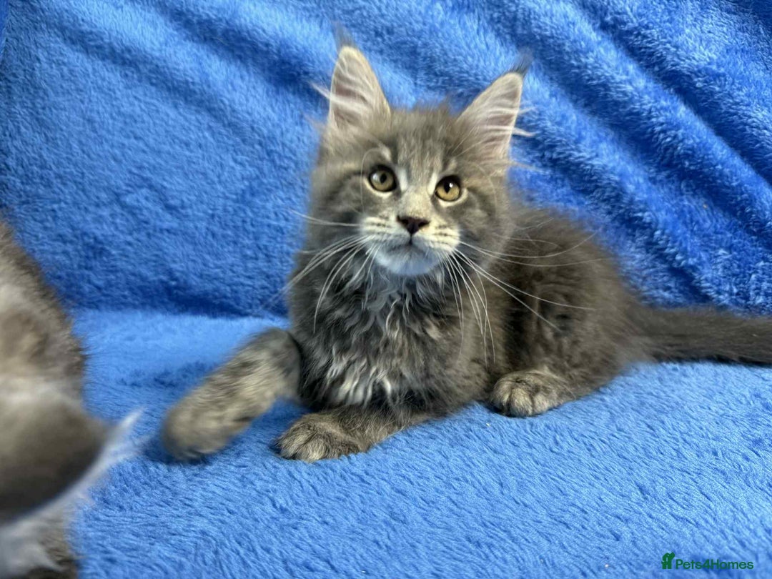 Maine Coon cats for sale: Kittens Maine Coon registered with Gccf  - Image 26