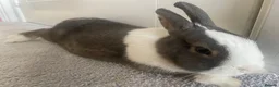 Mixed Breed rabbits for sale: 2 x rabbits  in Swindon - Advert 5