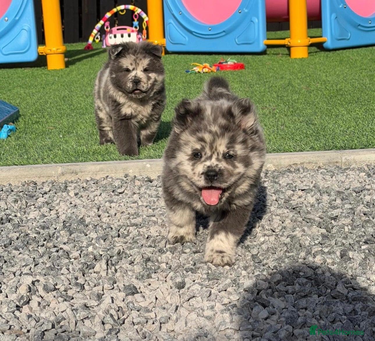 Chow Chow dogs Exotic colour pure chow chow puppies for sale  - Advert 1