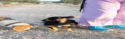 Mixed Breed dogs for adoption: Funny little Fizzy - Advert 11