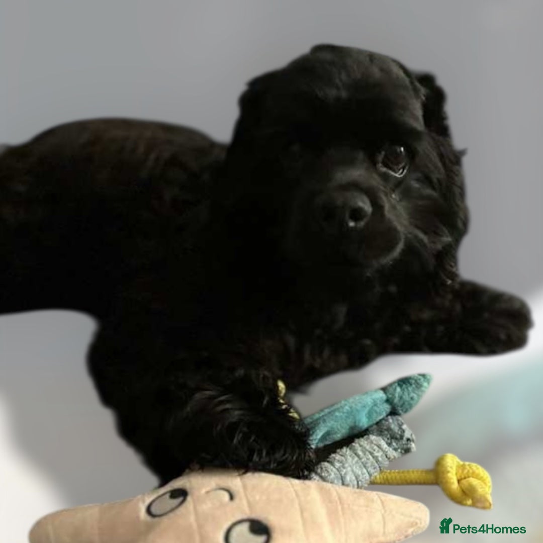 American Cocker Spaniel dogs Pure black American Cocker Spaniel 7 months old  - Advert 3