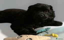 American Cocker Spaniel dogs for sale: Pure black American Cocker Spaniel 7 months old  - Image 1