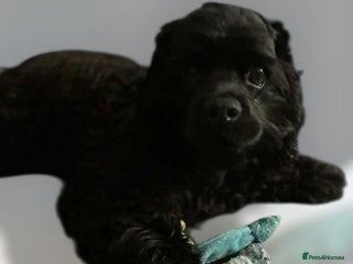 American Cocker Spaniel dogs - Advert 1