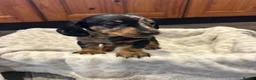 Dachshund dogs for sale: Dachshund puppies - Advert 3