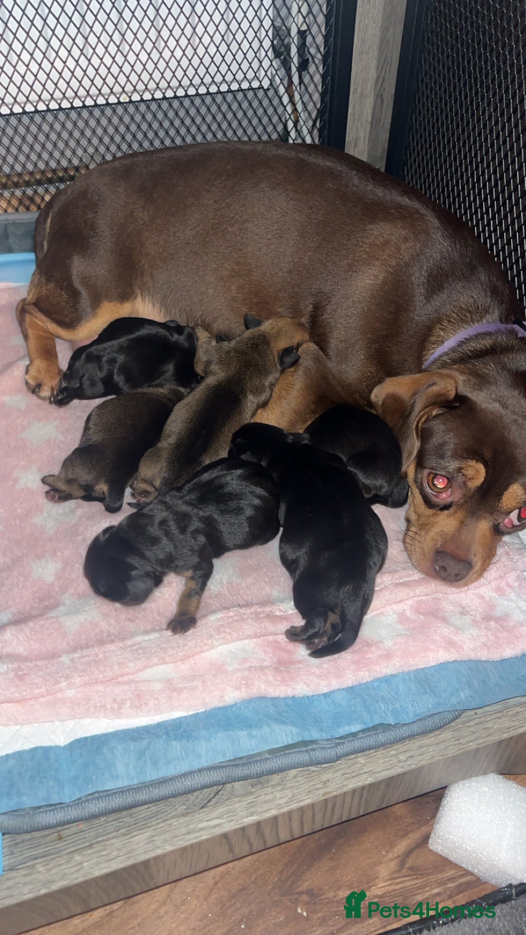 Mixed Breed dogs for sale: Pug x dachshund puppies for sale  - Advert 1
