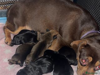 Mixed Breed dogs Pug x dachshund puppies for sale - Advert 7