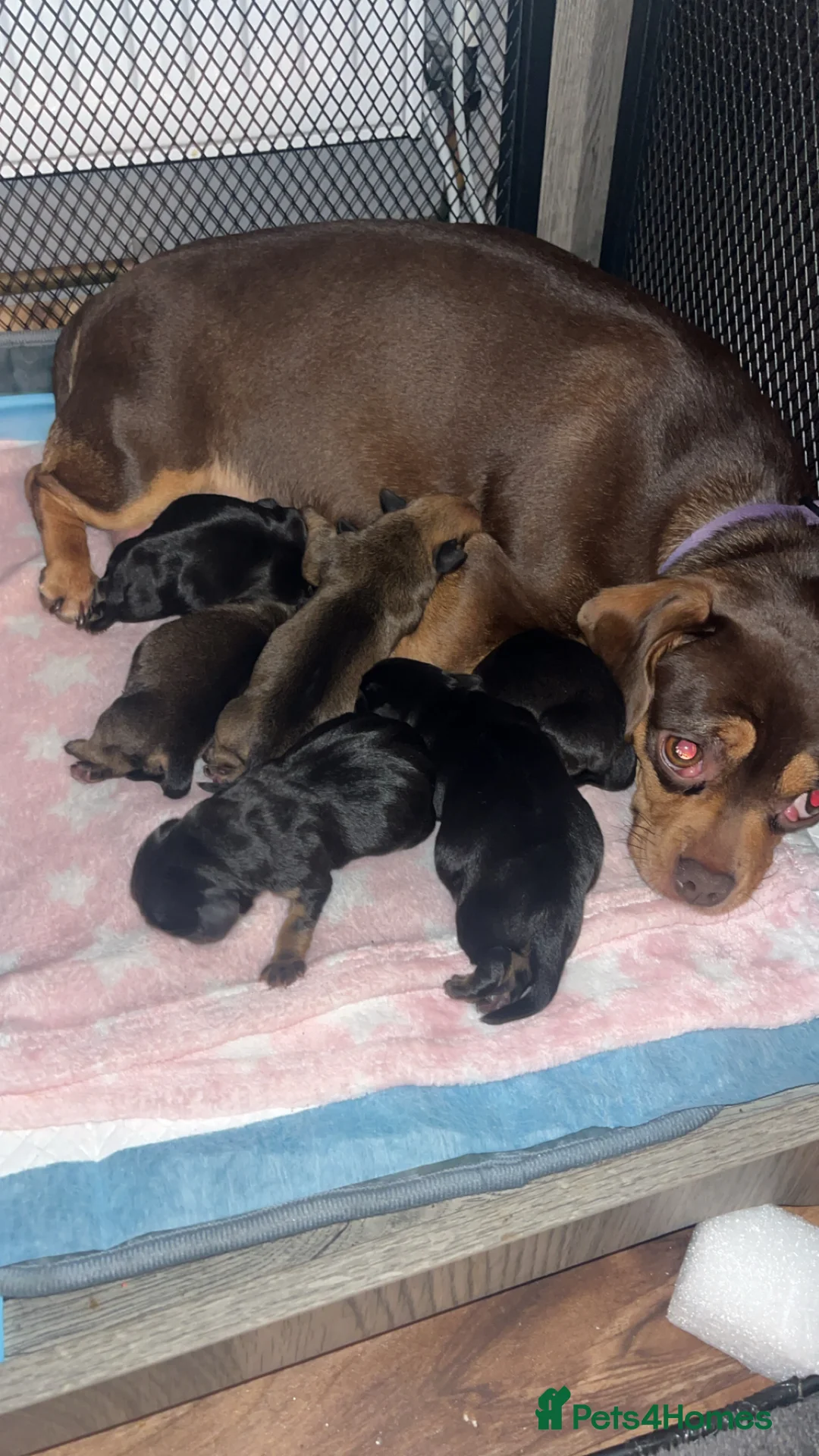 Mixed Breed dogs for sale: Pug x dachshund puppies for sale  - Advert 1