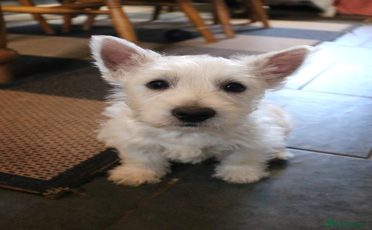 West Highland Terrier dogs in Whitland - Advert 1