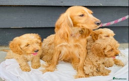 Cockapoo dogs for sale: Gorgeous f1 cockerpoos - Image 2