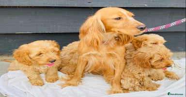 Cockapoo dogs - Advert 9