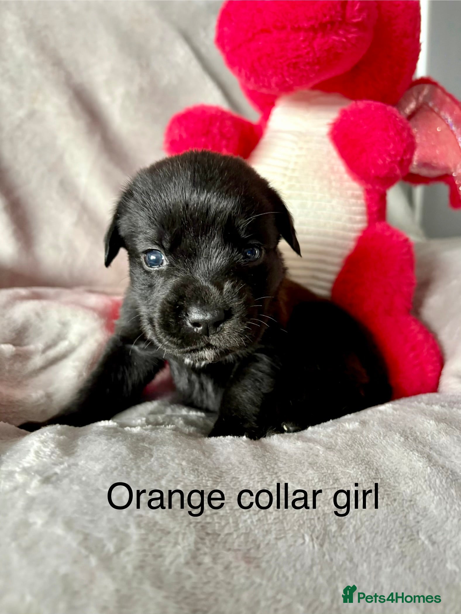 Mixed Breed dogs Gorgeous Old English mastiff x Labrador puppies - Advert 11