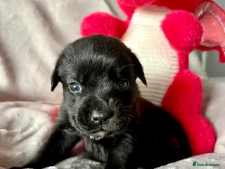 Mixed Breed dogs Gorgeous Old English mastiff x Labrador puppies - Advert 11