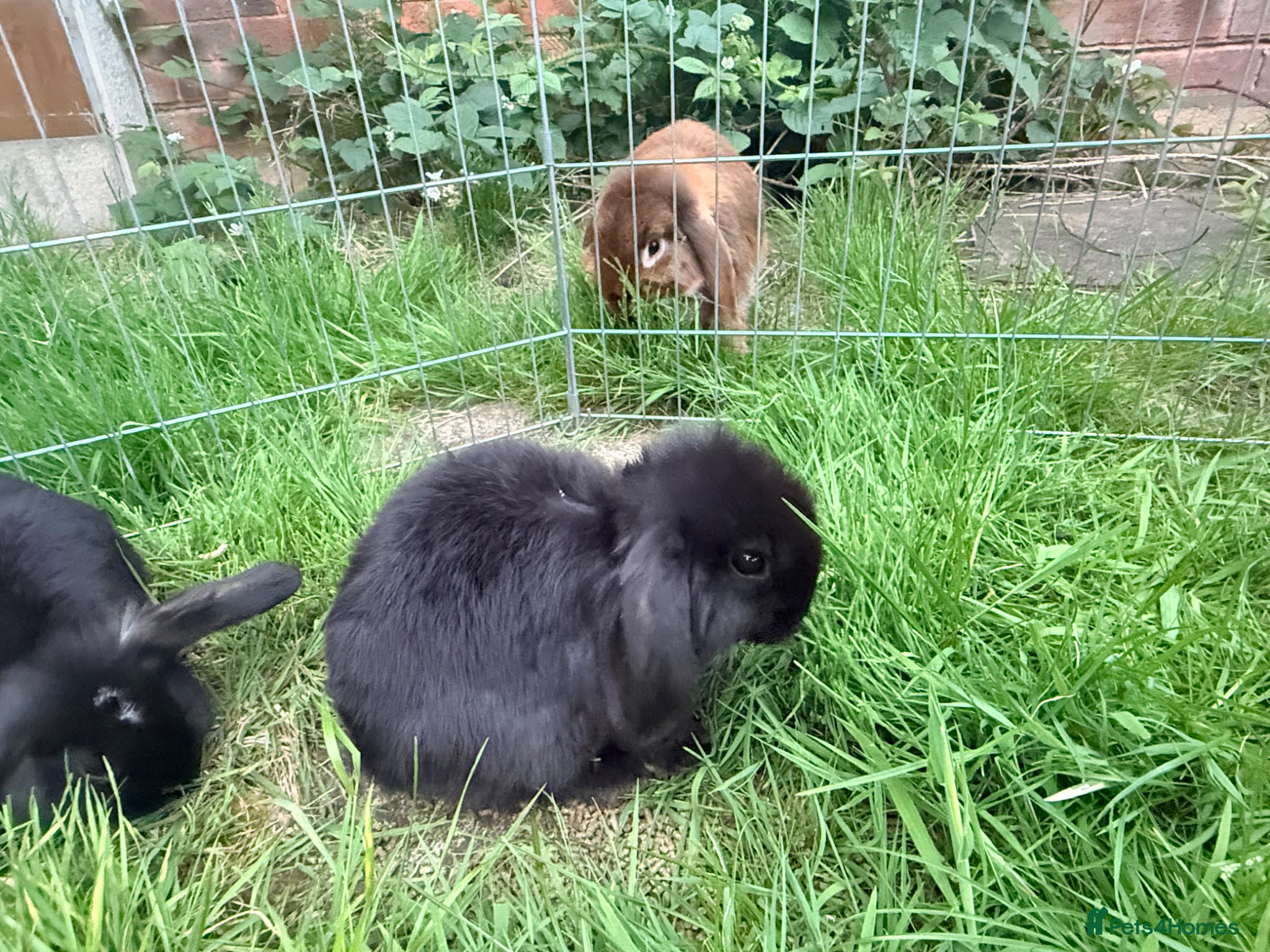 Mini Lop rabbits for sale: Mini Lop babies Ready to go  - Advert 6