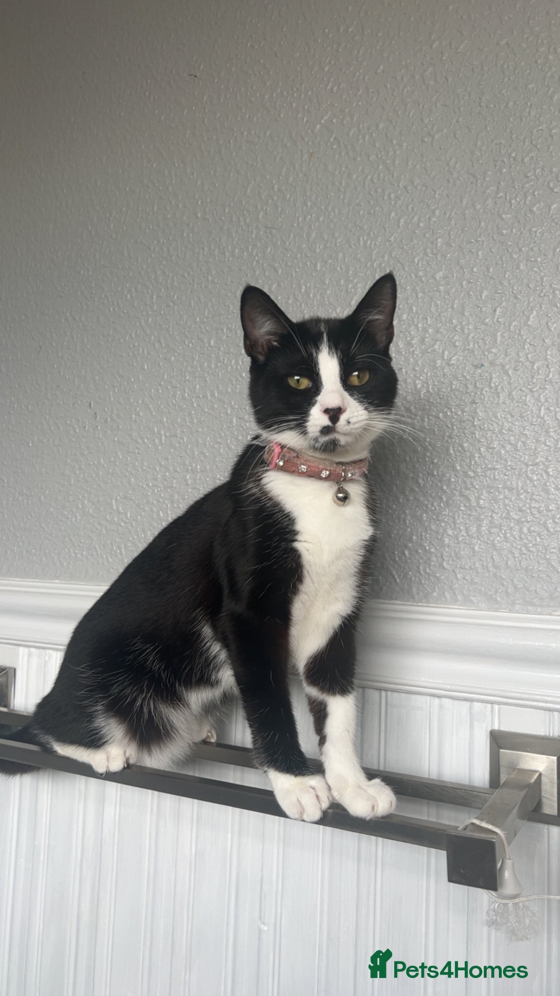 Mixed Breed cats One kitten left - Advert 1