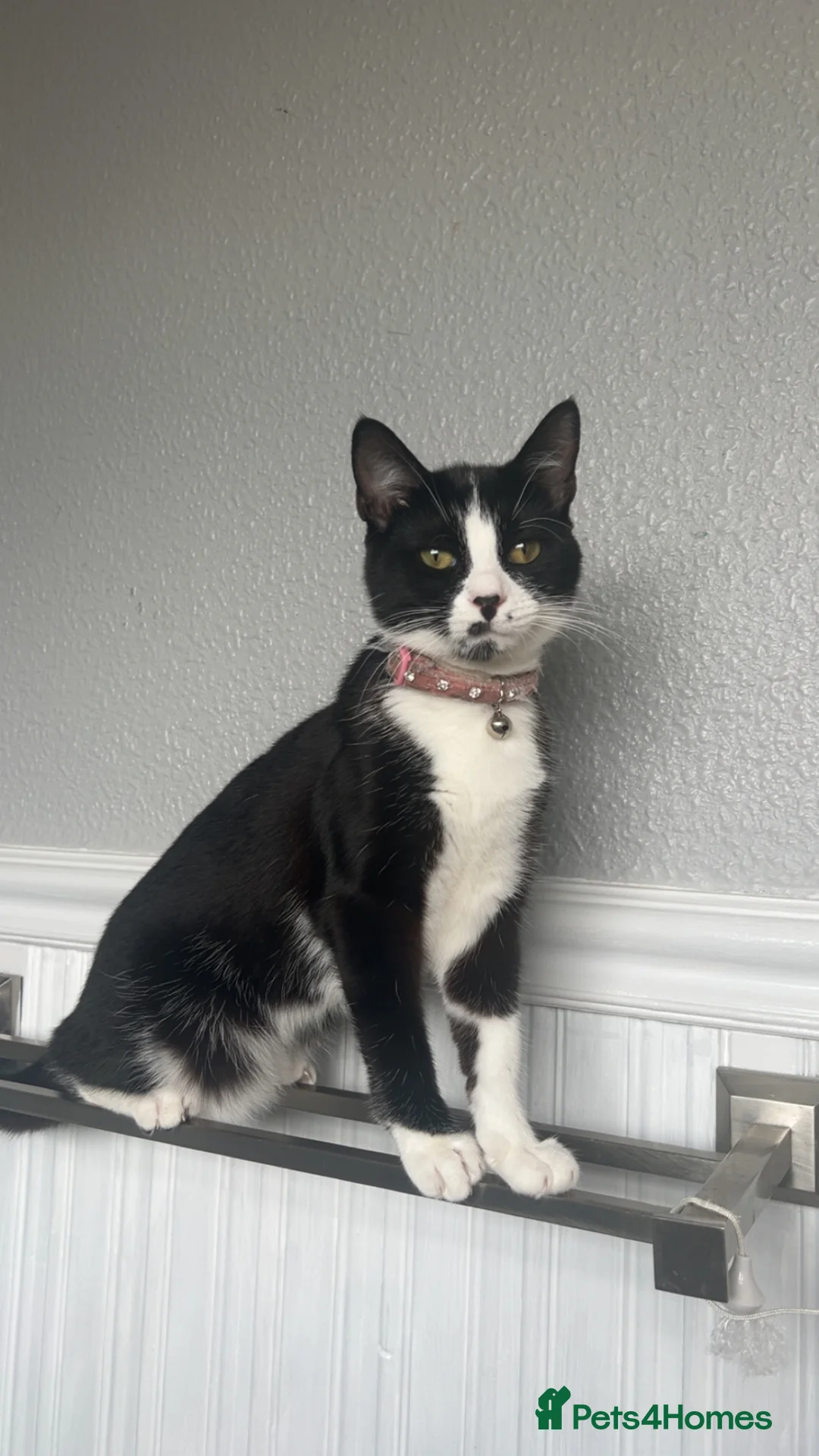 Mixed Breed cats for sale: One kitten left - Advert 1