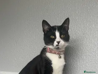 Mixed Breed cats One kitten left - Advert 2