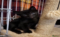 Domestic Shorthair cats for adoption: Meet Ella, Ray, Otis and Marvin 🖤  - Image 1