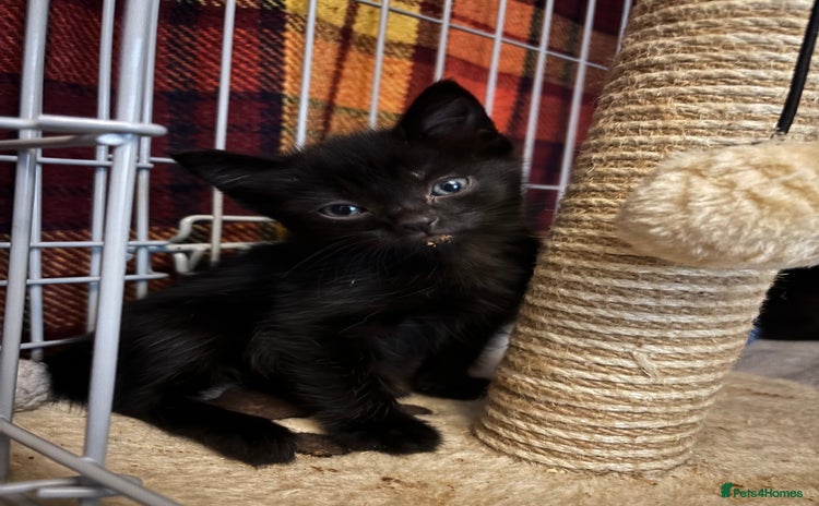 Domestic Shorthair cats - Advert 1