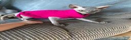 Sphynx cats for sale: Phynx girl  in Bedworth - Advert 5