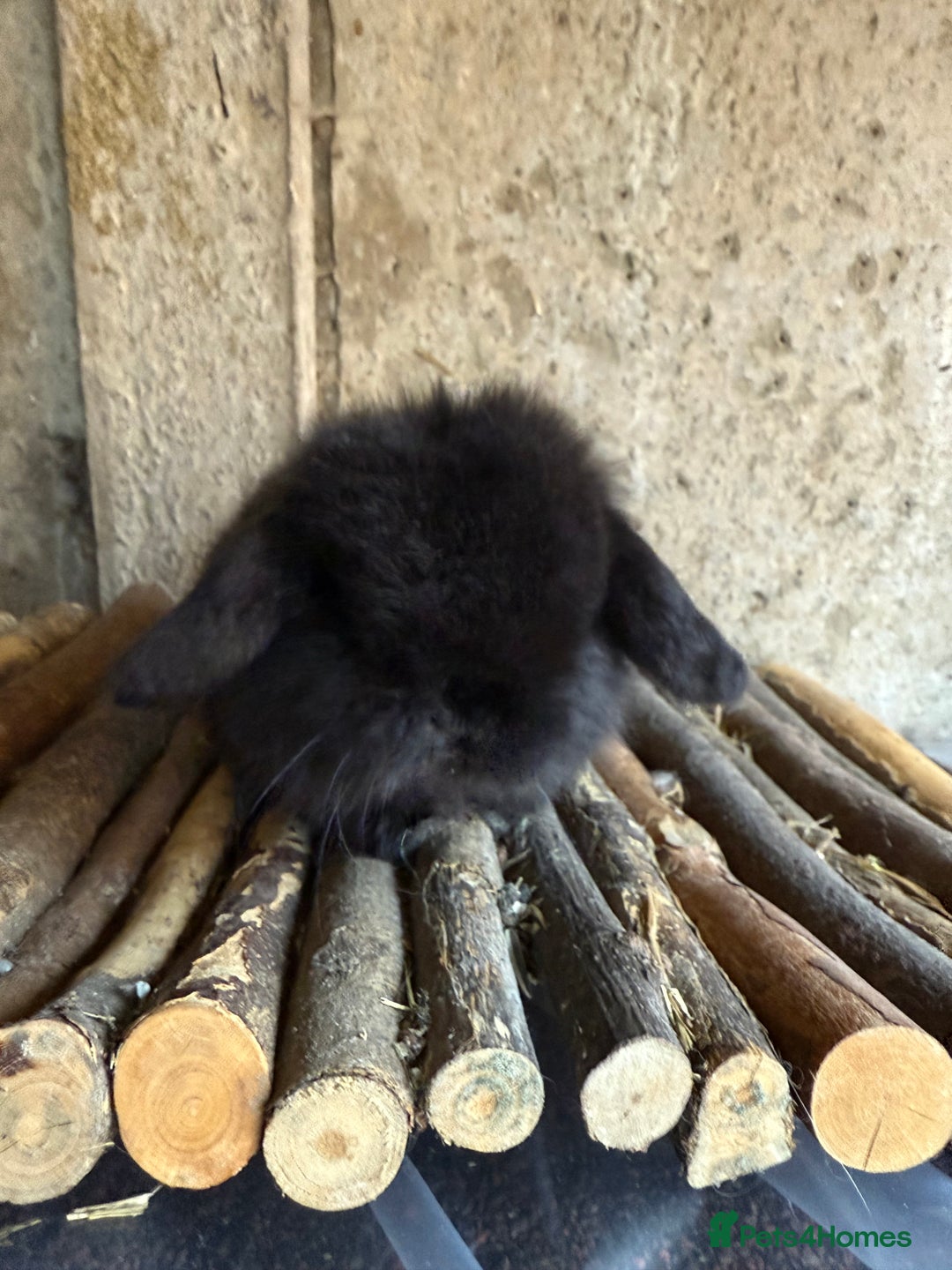 Mini Lop rabbits for sale: 2 exceptional mini lops  - Advert 2