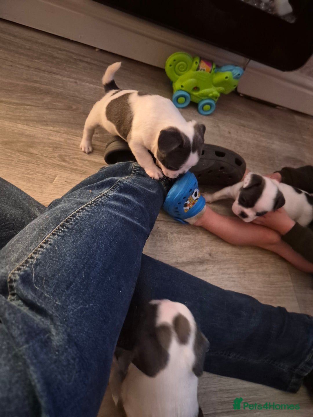 Mixed Breed dogs for sale: Frenchie X Alapaha  - Image 3