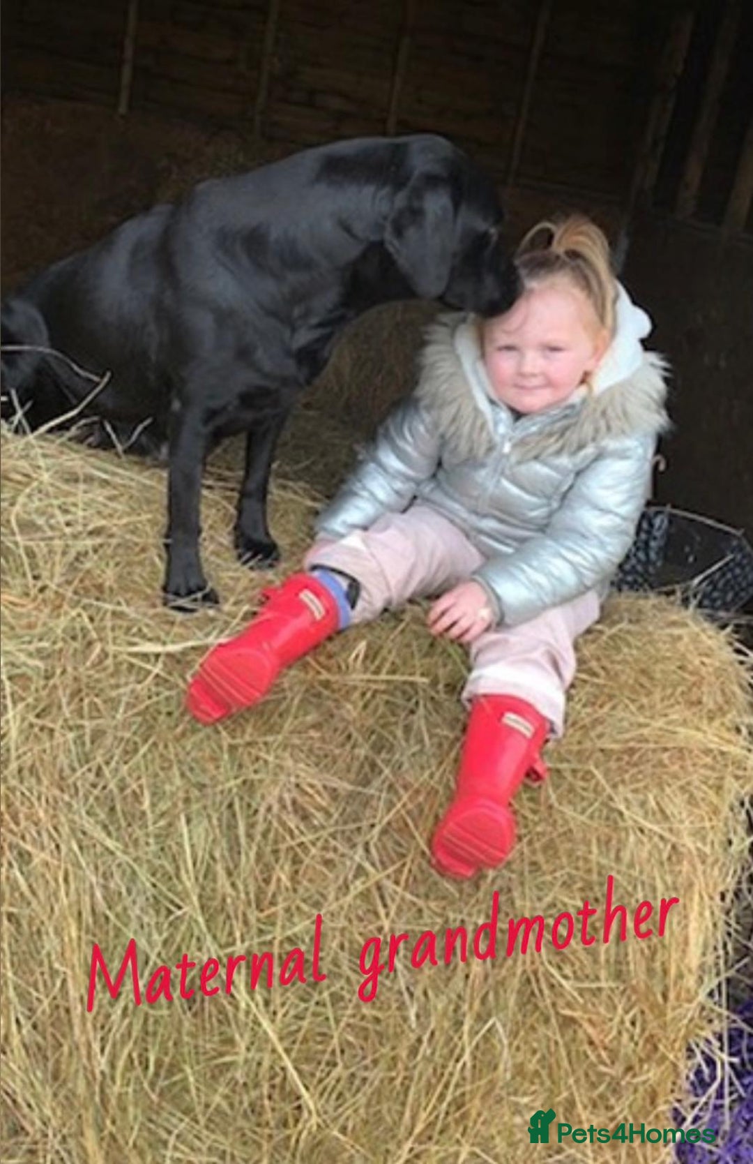 Labrador Retriever dogs for sale: Pure bred labrador puppies - Image 2