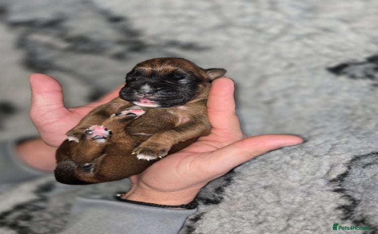 Boxer dogs - Advert 13