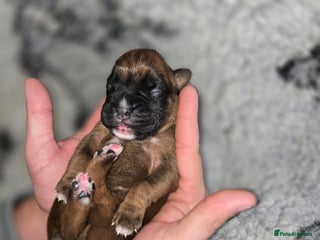 Boxer dogs - Advert 12