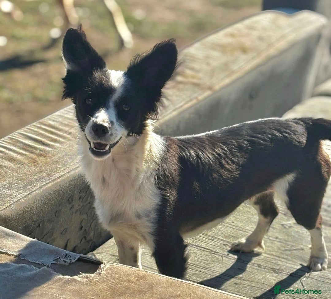 Mixed Breed dogs for adoption: 🐾 Gia 🐾 - Advert 5