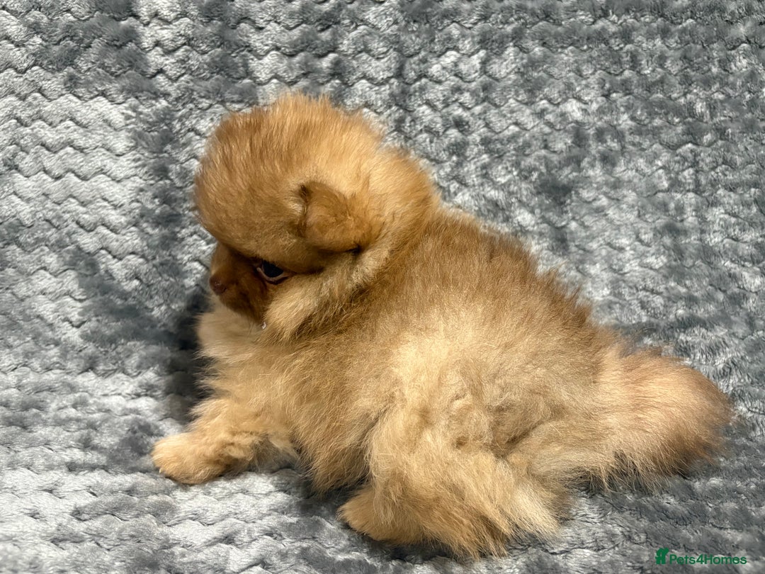 Pomeranian dogs for sale: Chocolate sable pomeranian - Advert 7