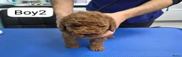 Miniature Poodle dogs for sale: Miniature Poodle  in Saint Helens - Advert 7