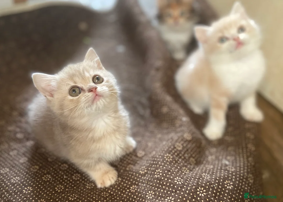 Munchkin cats for sale: Full Pedigree Munchkin Kittens - Advert 4