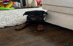 Rottweiler dogs for sale: Rotwailer Girl - Image 1