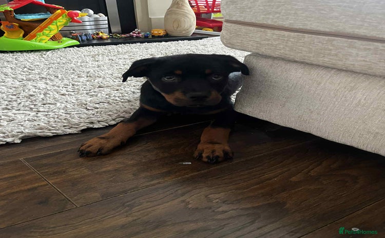 Rottweiler dogs - Advert 8
