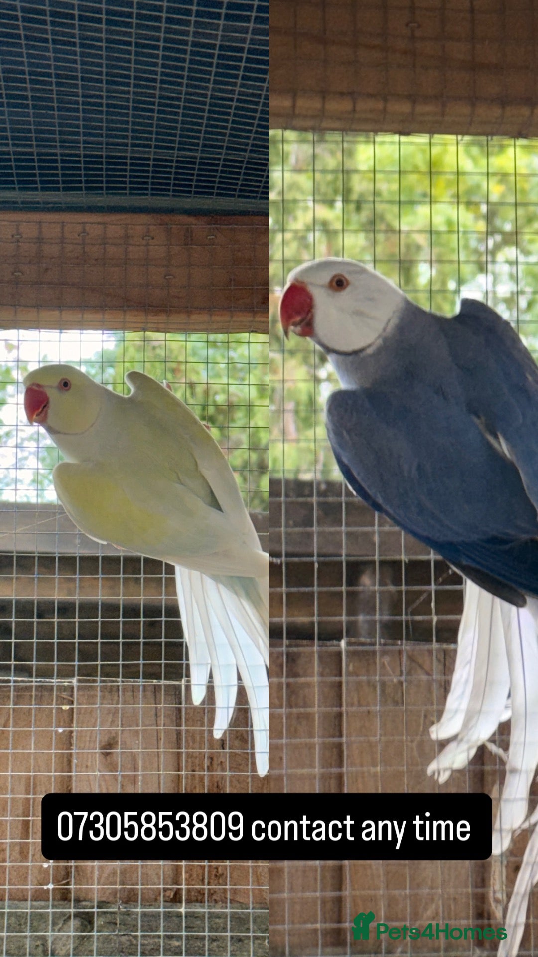 Ringnecks birds for sale: 2 MALES proven breeders mutation ringneck  - Advert 1