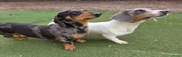 Miniature Dachshund dogs for sale: Dappled miniature smooth dachshund babies  - Advert 8