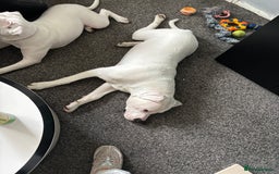 American Bulldog dogs for sale: 11 month old American bulldog  - Image 4