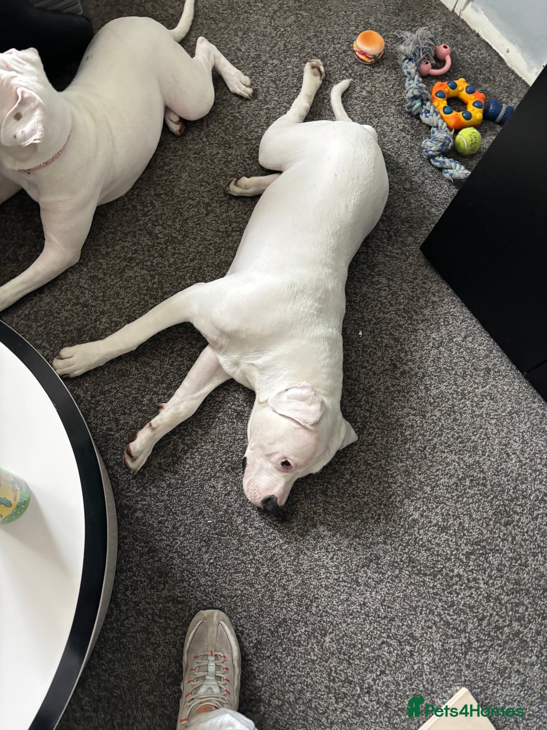 American Bulldog dogs for sale: 11 month old American bulldog  - Image 4