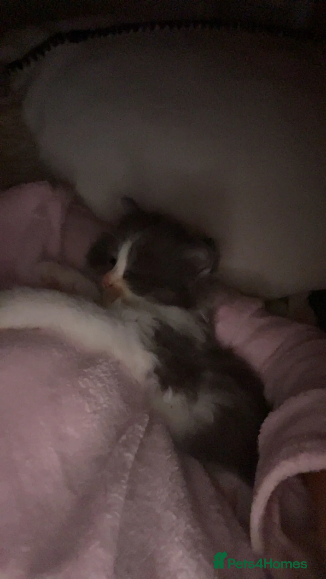 Maine Coon cats for sale: Four beautiful mainecoon/ragdoll kittens - Advert 9