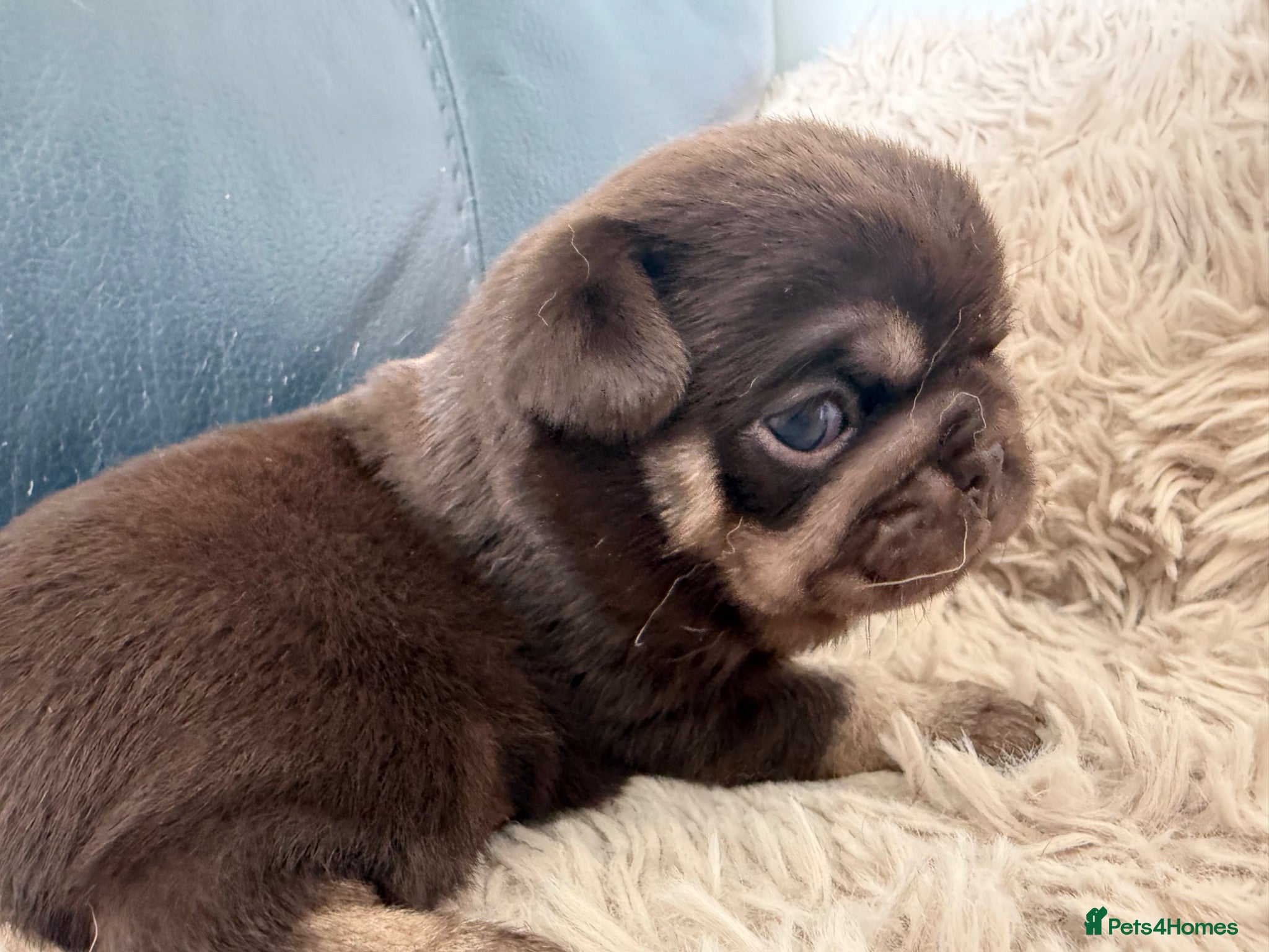 Pug dogs Kc chocolate and tan pug puppies  - Advert 10