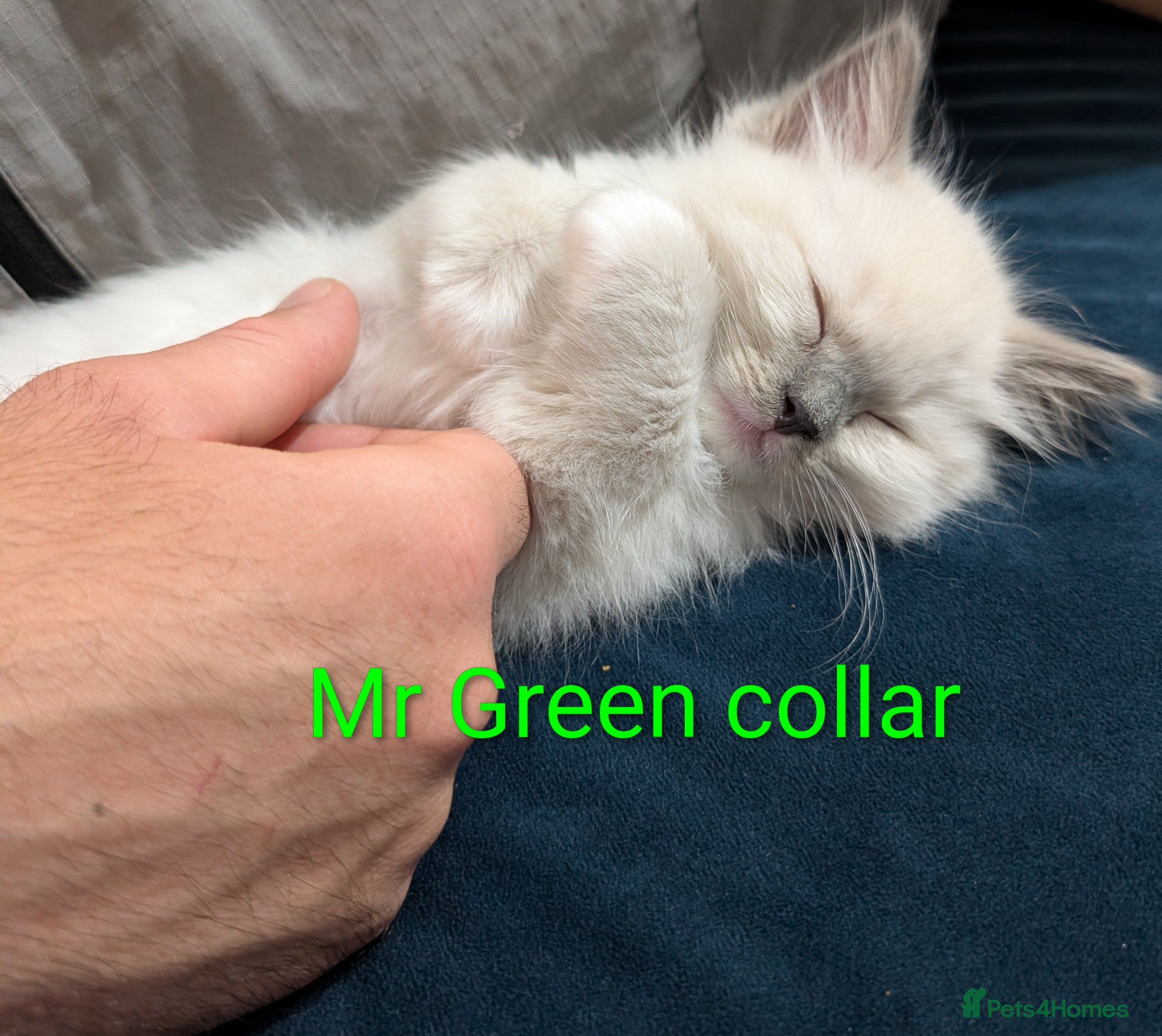 Ragdoll cats Grand champion lines TICA Ragdoll kittens  - Advert 7
