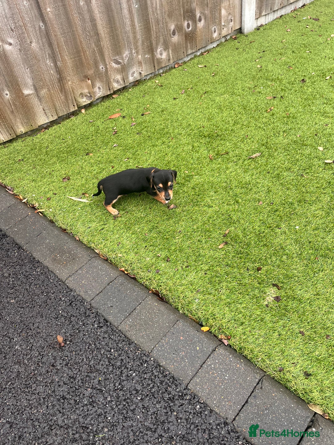 Mixed Breed dogs for sale: 5 beautiful jackshund puppies for sale - Advert 9