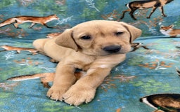 Labrador Retriever dogs for sale: KC Registered Labrador Puppies - Call  **  - Image 36