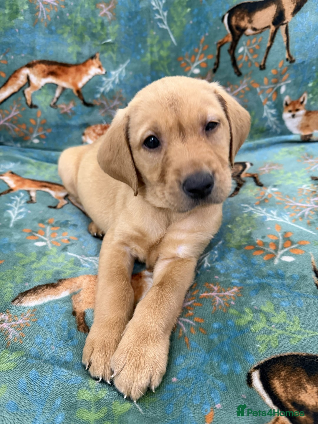 Labrador Retriever dogs for sale: KC Registered Labrador Puppies - Call  **  - Image 36