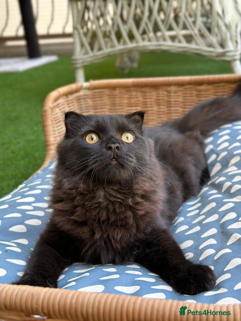 Scottish Fold cats Male Scottish Fold Rescue Kitten - Indoor Adoption - Advert 3