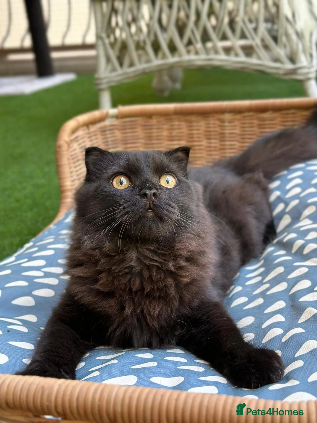 Scottish Fold cats for adoption: Male Scottish Fold Rescue Kitten - Indoor Adoption - Advert 1