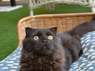 Scottish Fold cats Male Scottish Fold Rescue Kitten - Indoor Adoption - Advert 1